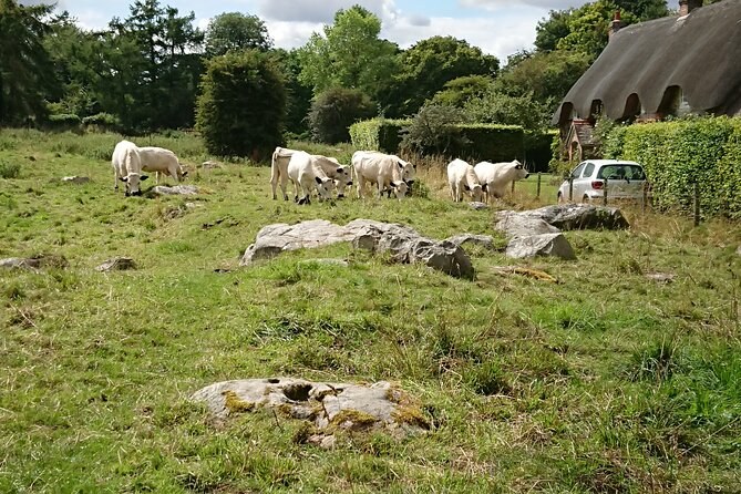 Sheep and fallen sarsens on the slope below a thatched Avebury cottage