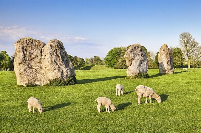 Sheep grazing among the sarsens inside the Avebury henge